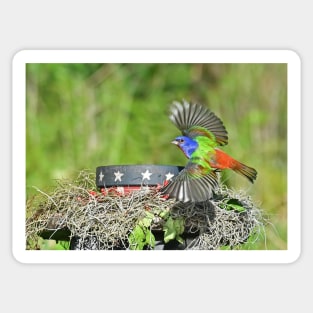 Painted Bunting Bird in Flight Sticker